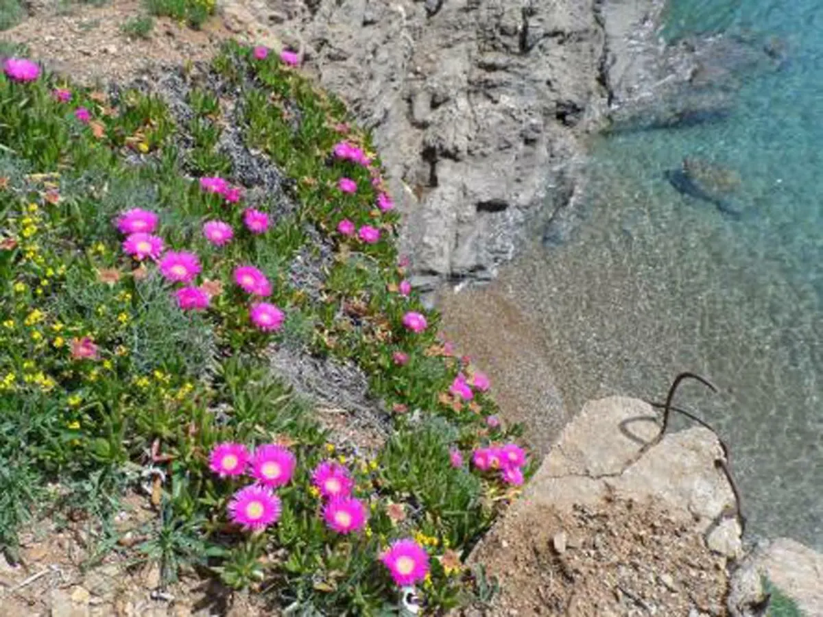 Meraviglioso Villino Direttamente Sul Mare Con Posto Auto E Aria Condizionata! Villa Capoliveri  Holiday home